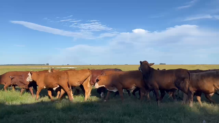 Lote 41 Terneros/as en Corrientes, Goya