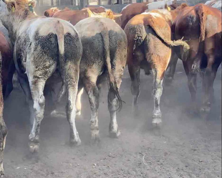 Lote 50 Novillo Engorda en Río Bueno, XIV Región Los Ríos