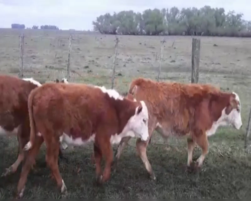 Lote 70 TERNS. MACHOS Y HEMBRAS, OLAVARRIA, PCIA. DE BS. AS.