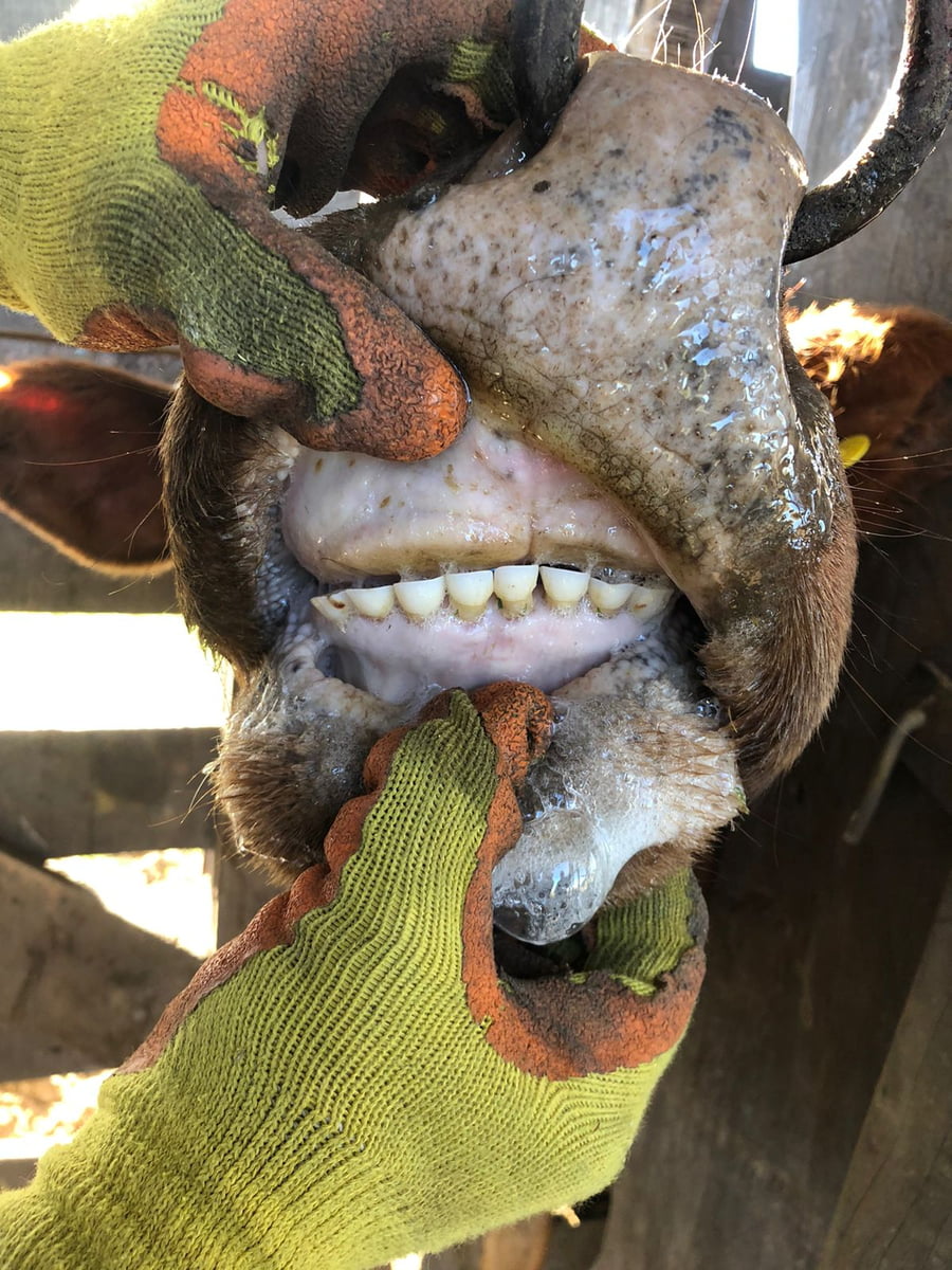 Lote 50 Vacas medio uso C/ gtia de preñez en América, Buenos Aires