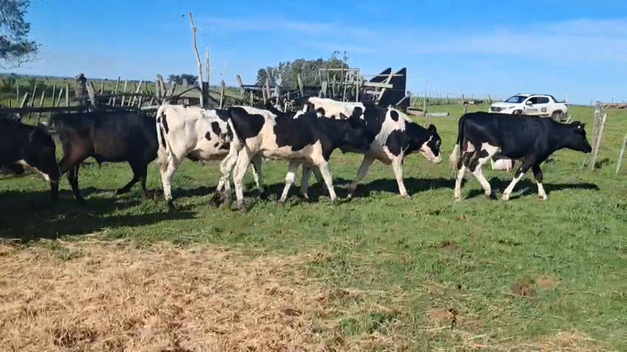 Lote NOVILLOS 1 a 2 AÑOS