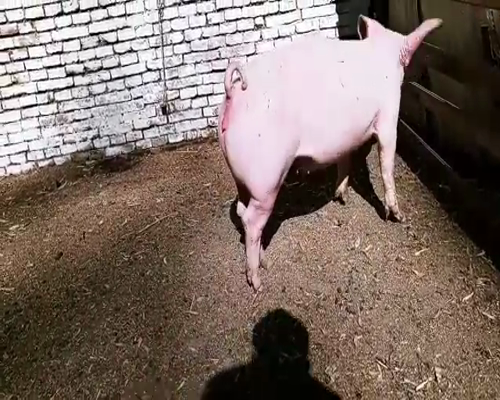 Lote LOTE 31 - HEMBRA LANDRACE - RP 239