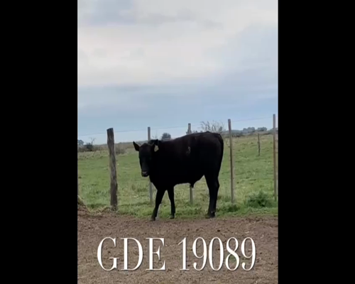 Lote 1 Toros en Punta Indio, Buenos Aires