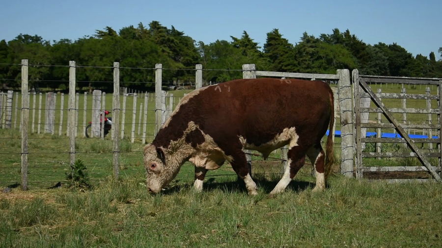 Lote "Doña Elisa", RP 70