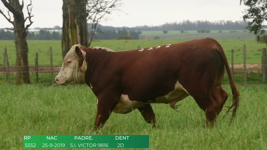 Lote Toros POLLED HEREFORD a remate en 4º  Remate  Anual Cabaña El Treból en Liga de Trabajo de Guichón