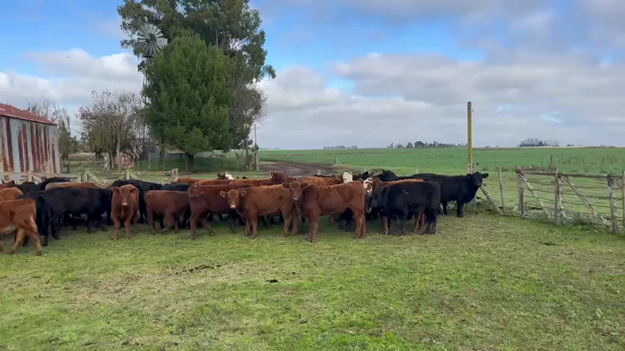 Lote 100 Terneros a término