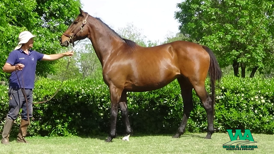 Lote BARTOLOMEA (Arg)