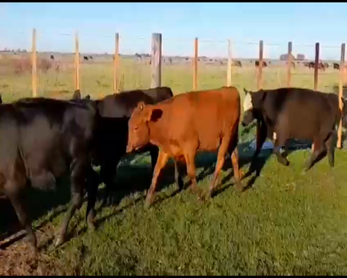 Lote Establecimiento Los Abuelos