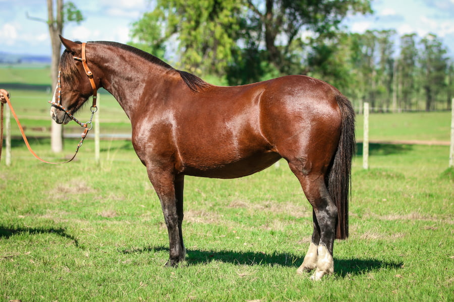 Lote Tormenta Leve 602 De La Casilla