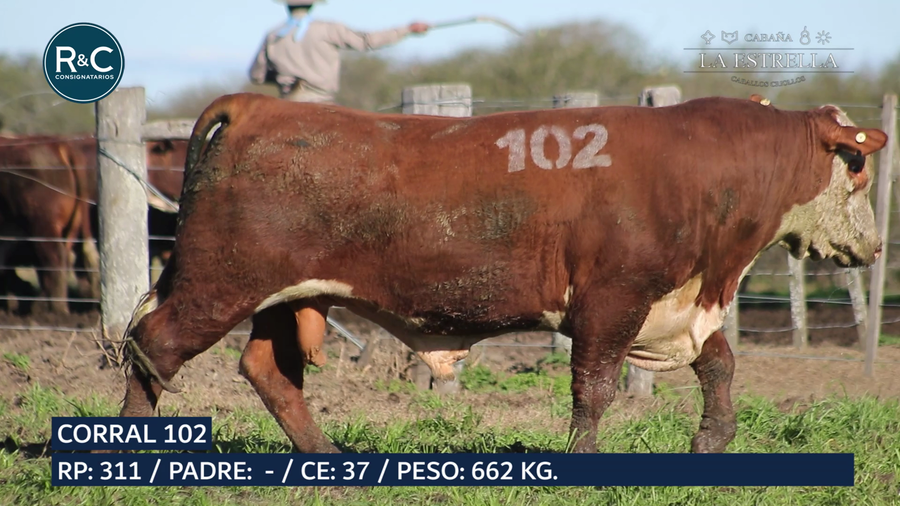 Lote Toro Hereford