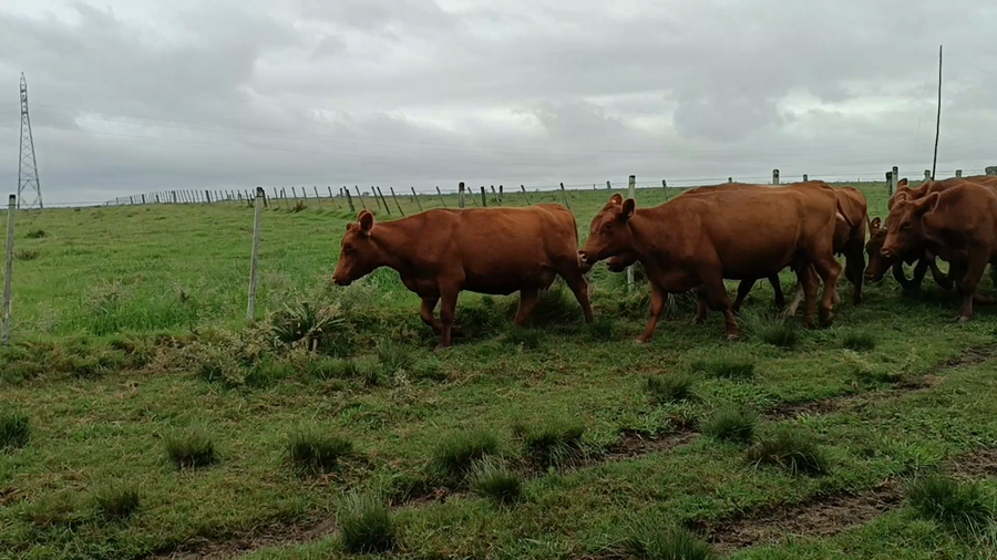 Lote 32 Vientres Preñados en Garzón, Maldonado