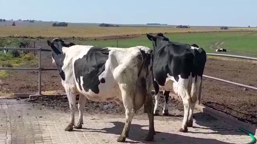 Lote (Vendido)2 Industria a remate en PANTALLA FEDERICO GARLAND 570kg -  en TRINIDAD