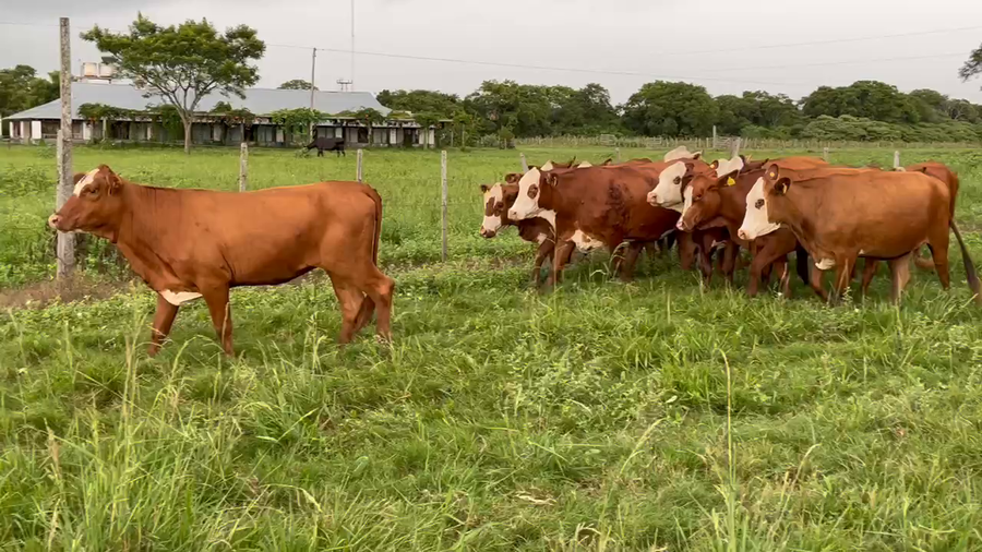 Lote 12 Vaquillonas C/ gtia de preñez en Pto. Eva Perón, Chaco