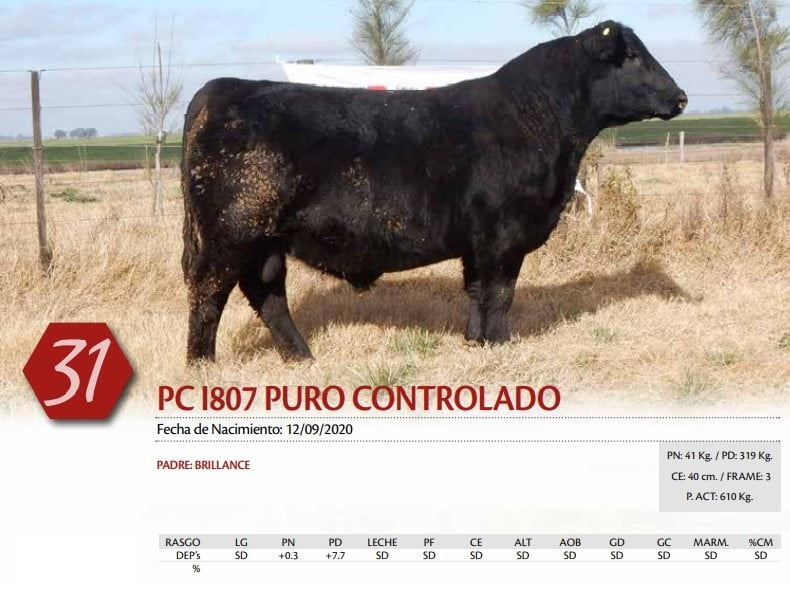 Lote TORO