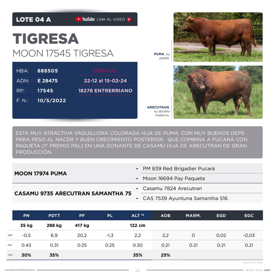 Lote VAQUILLONAS ELITE