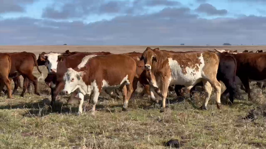 Lote 51 Novillos en Corrientes, Mercedes