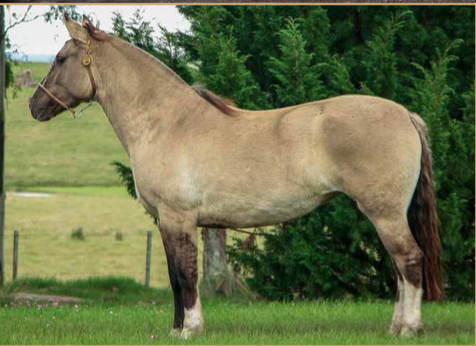 Lote HARMONIA DE LA COLINA