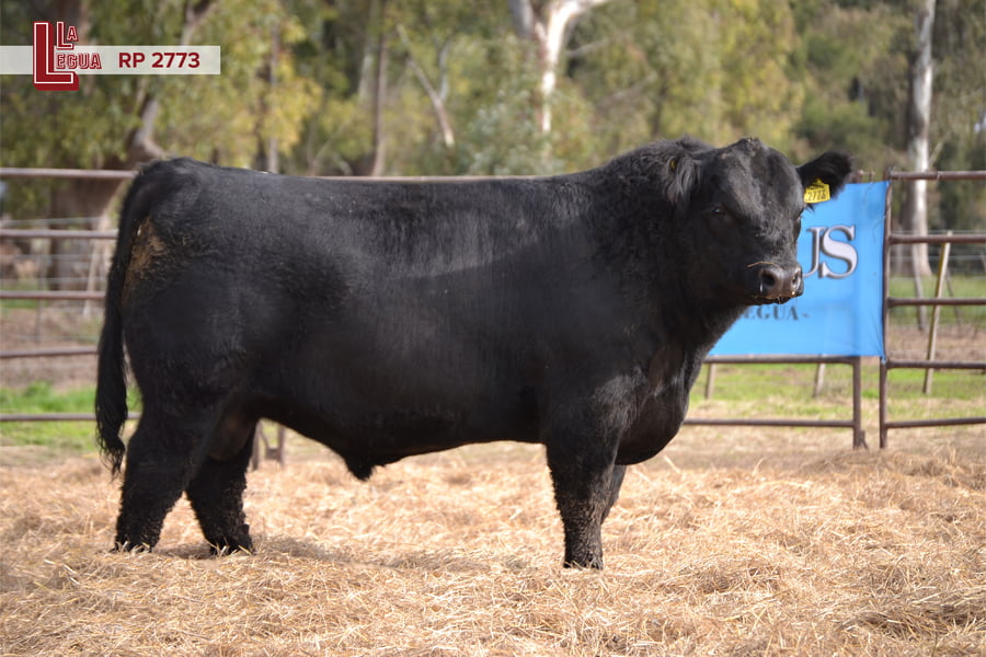Lote TOROS ANGUS  PP