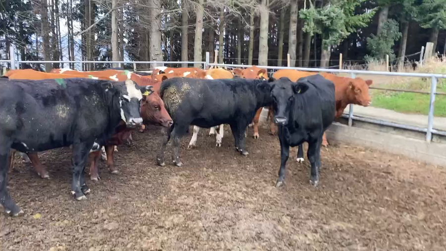 Lote 35 Vaquilla Gorda en X Región Los Lagos, Llanquihue