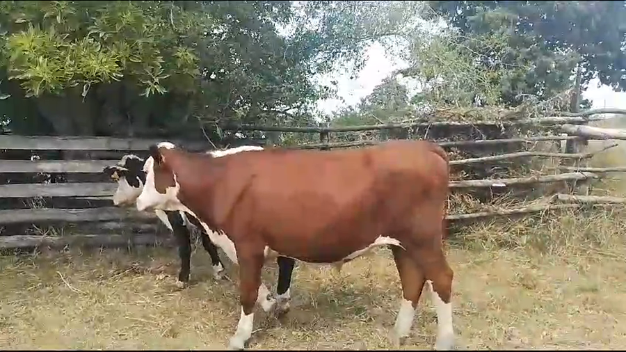 Lote (Vendido)2 Novillos Hereford a remate en Pantalla Camy en Polimero