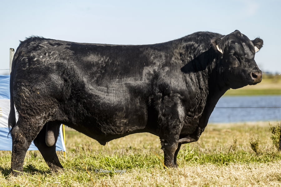 Lote Selección de Toros Surangus