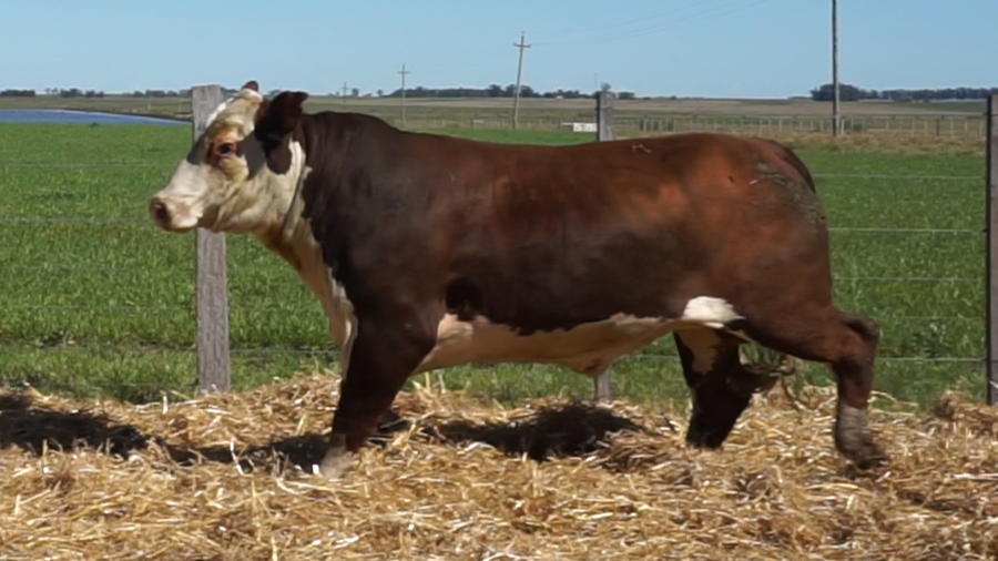Lote 3 Toros a remate en 22º Remate Anual La Magdalena, Salto