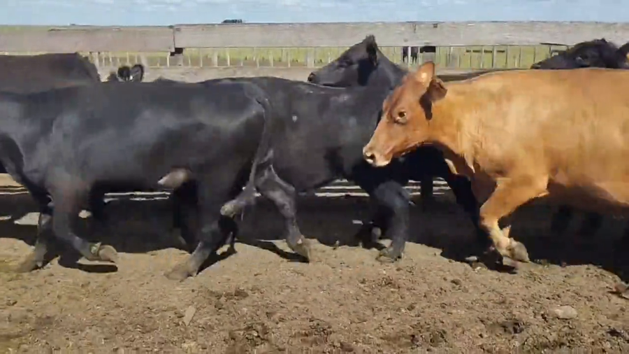 Lote Vacas de Invernada