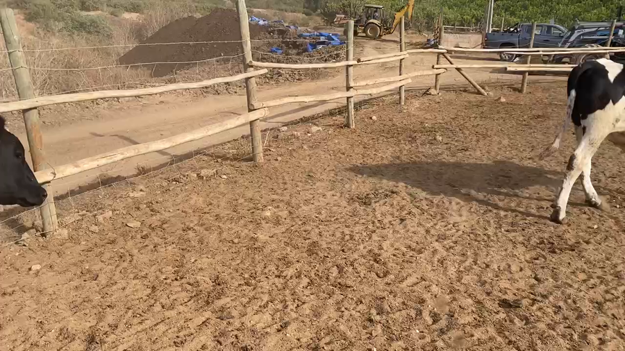 Lote 25 Novillo Gordo en Melipilla, Región Metropolitana