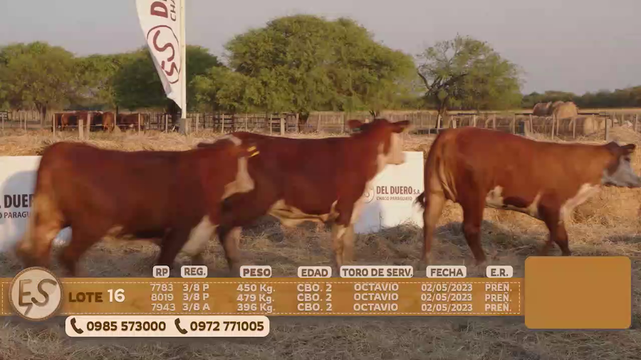 Lote Hembras Preñadas