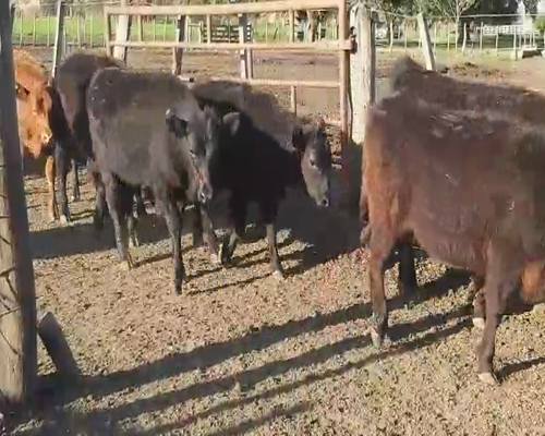 Lote 115 Terneras en Entre Ríos, Villaguay