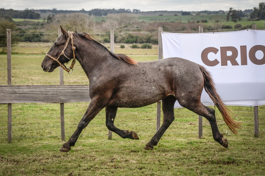 Lote COMPLETITO MOLLES