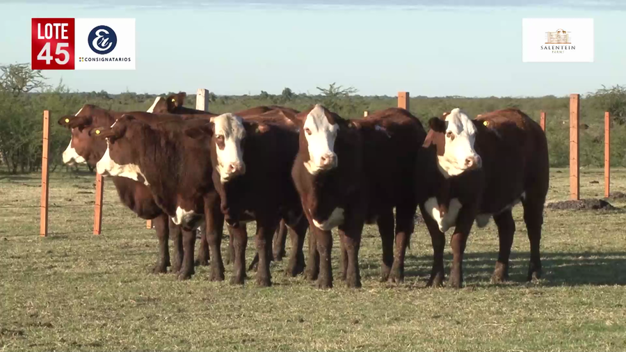 Lote Vaquillas Braford Generales-Preñadas IATF (17-12-2021) y Servicio Colectivo (27/12/21 al 05/02/22)