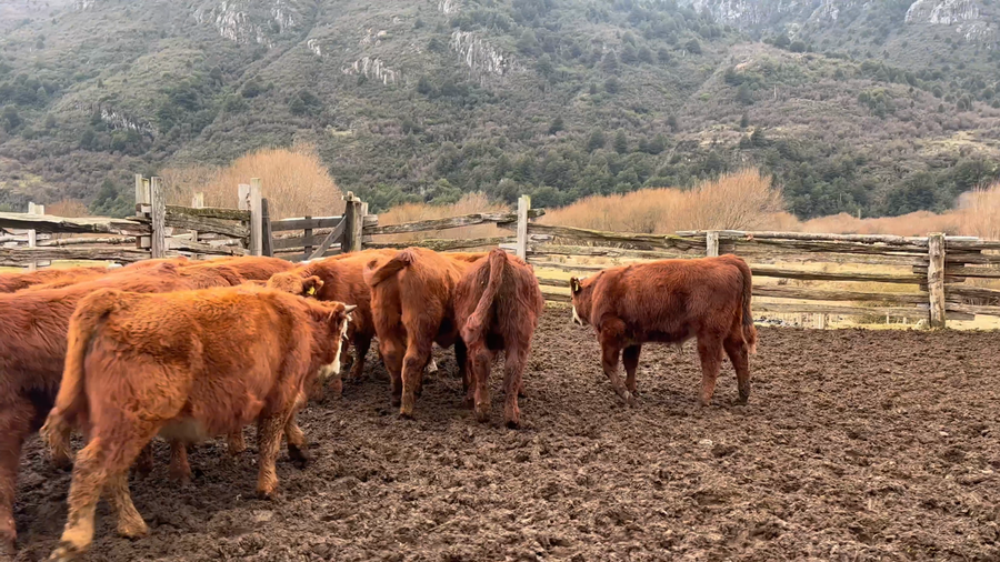 Lote 19 Ternero en Coyhaique, XI Región Aysén