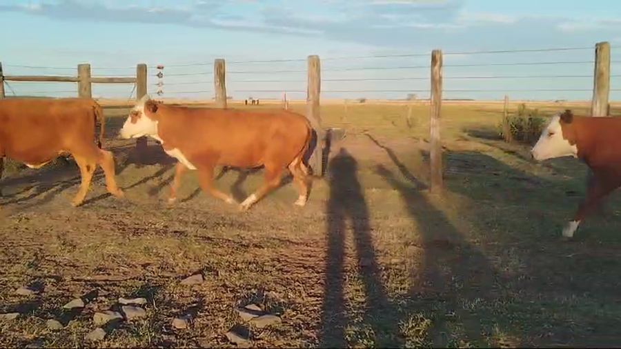 Lote 51 Terneros/as en Corrientes, Curuzú-Cuatiá