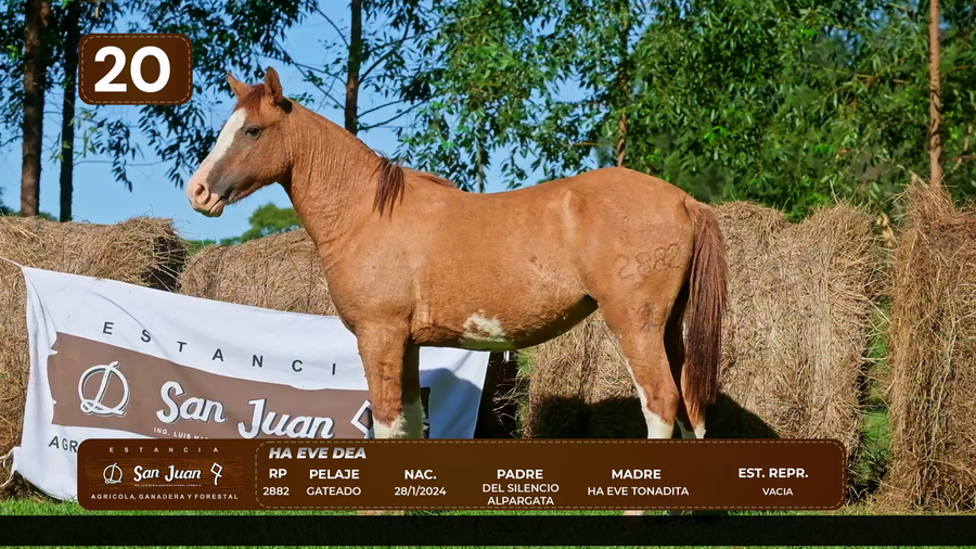 Lote LOTE 20