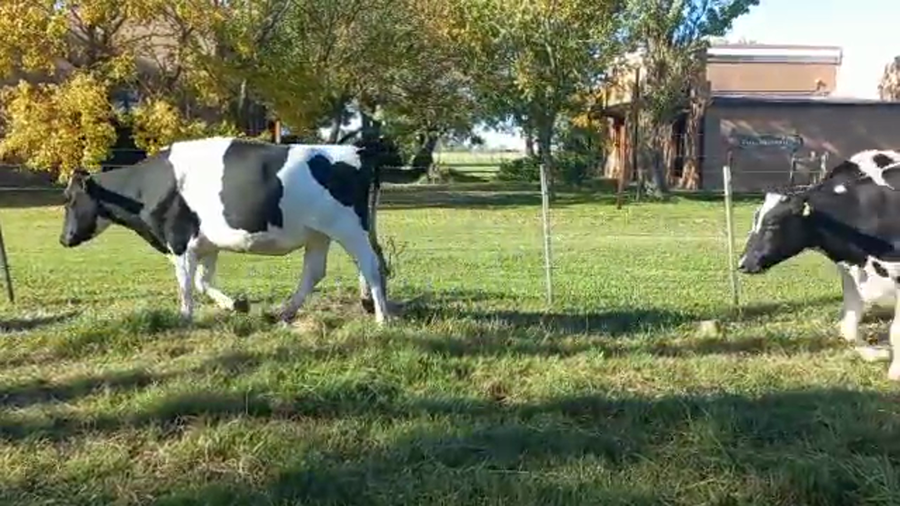 Lote Vaquillonas Preñadas- Elvira Julia S.R.L