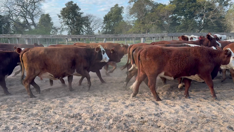 Lote 33 Vacas de invernar