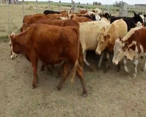 Lote 20 Terneros ANGUS Y HEREFORD a remate en Pantalla Camy 195kg - , San José