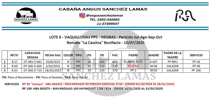 Lote VAQUILLONAS PPC NEGRAS