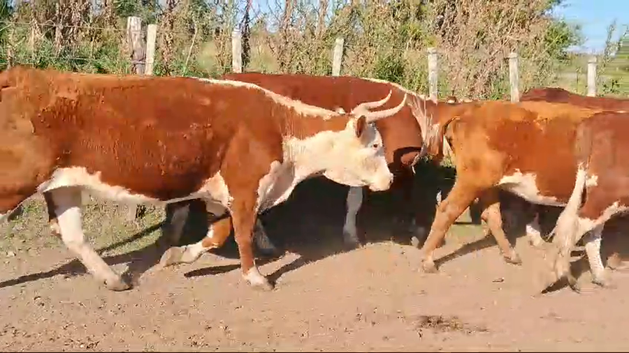 Lote 8 vacas hereford preñadas