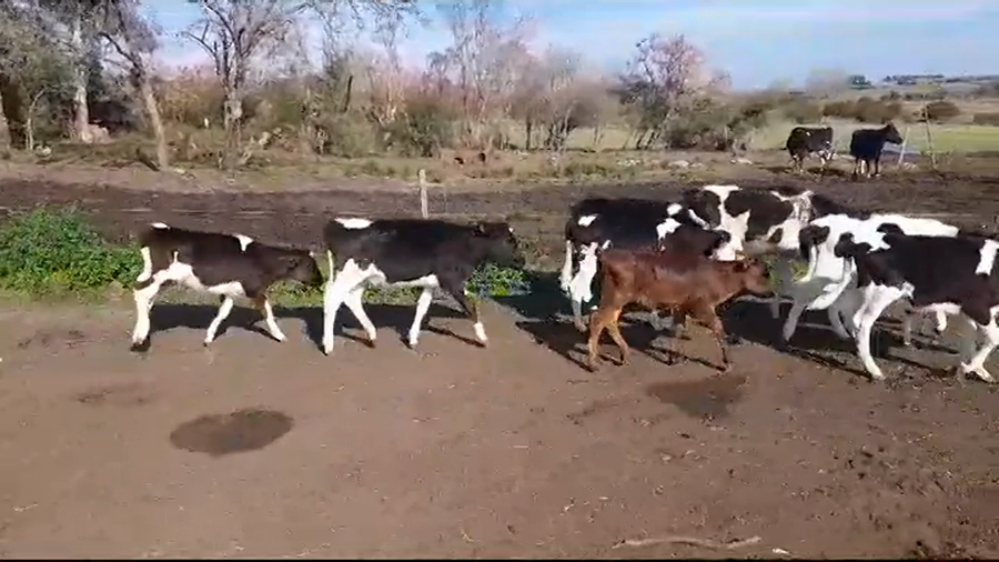 Lote TERNEROS/AS HOLANDO