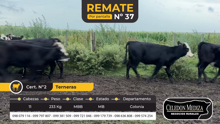 Lote 11 Terneras en Tarariras, Colonia