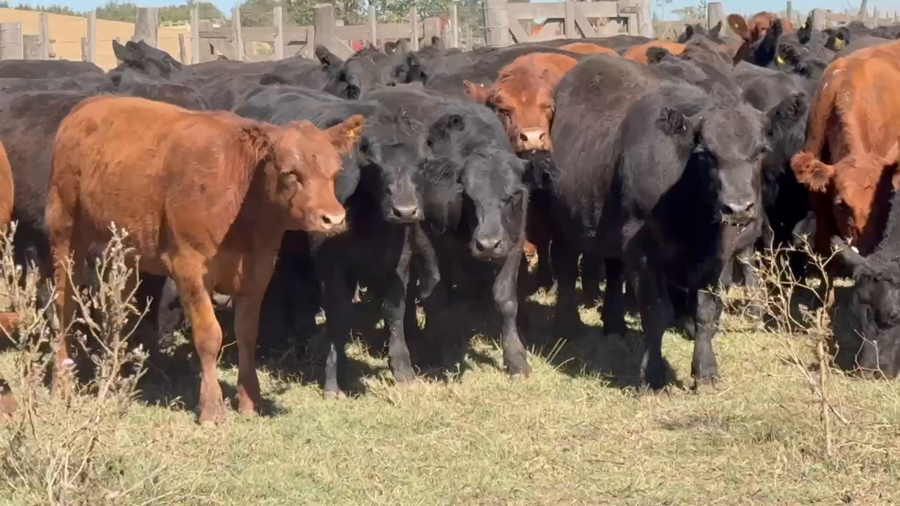 Lote 180 Vaquillonas