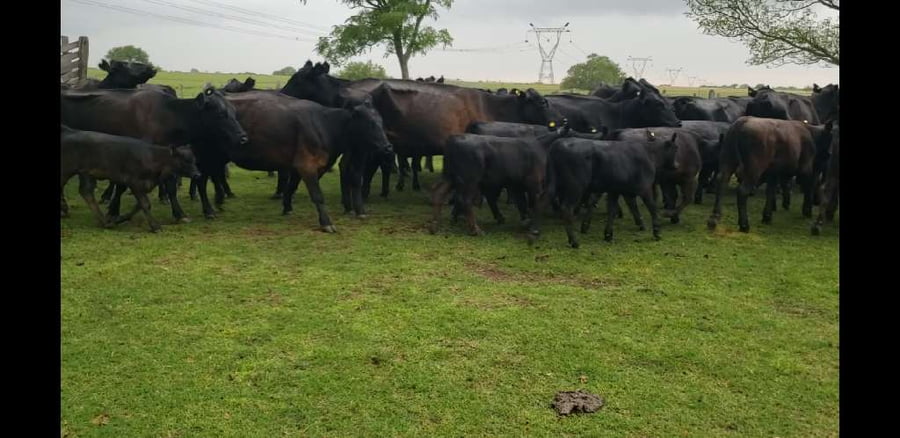 Lote 25 Vacas CUT con cría en Villaguay, Entre Ríos