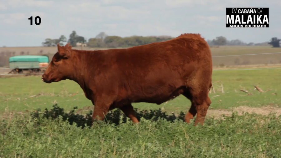 Lote "VAQUILLONA  PURA DE PEDIGREE ""CABAÑA MALAIKA"""