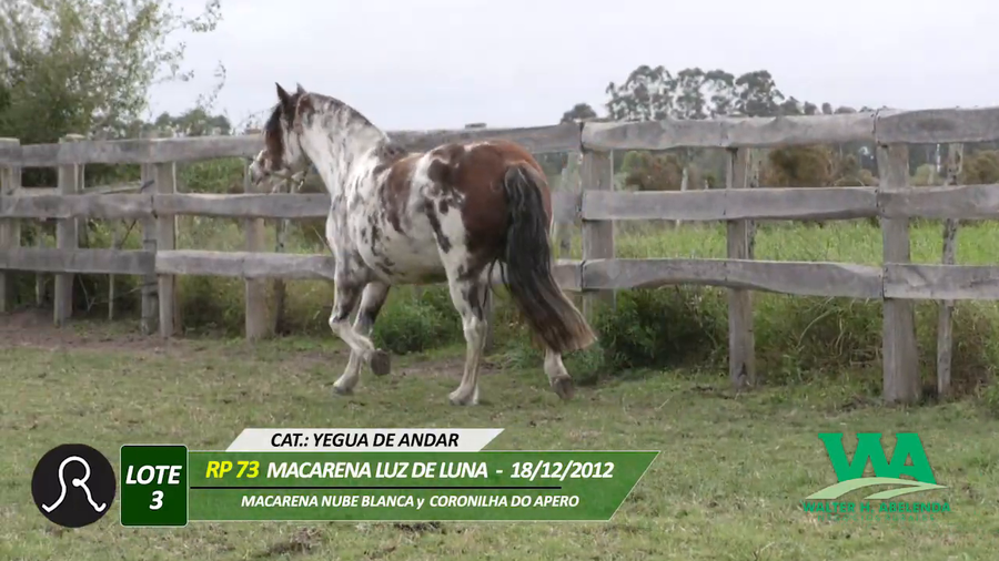 Lote MACARENA LUZ DE LUNA