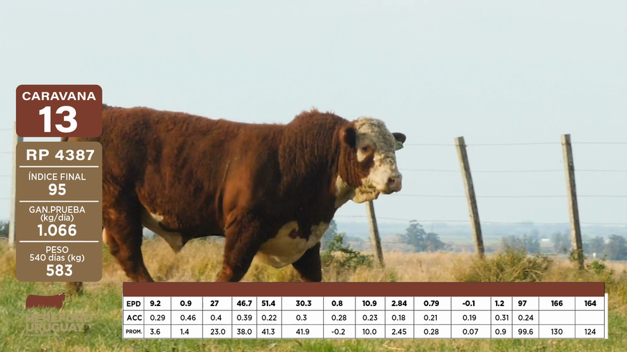 Lote Caravana 13 "Walter Carlos Romay Elorza"