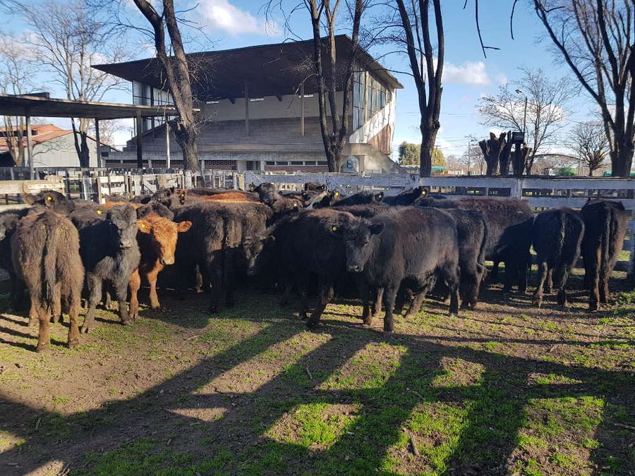 Lote 35 Terneras en Gral. Lamadrid, Buenos Aires