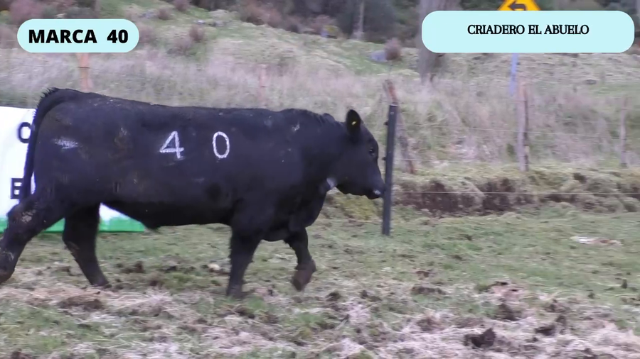 Lote 1 Toro en Coyhaique, XI Región Aysén