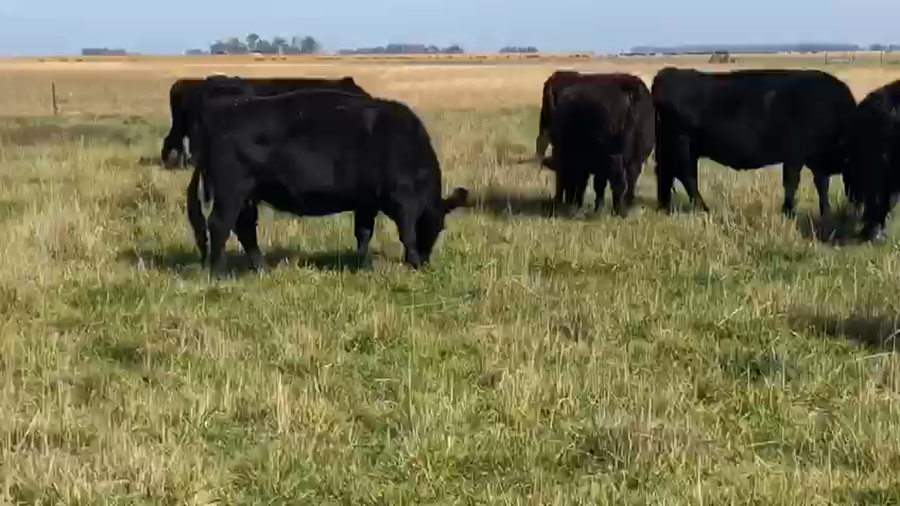 Lote 30 Vacas usadas preñadas en Azul, Buenos Aires